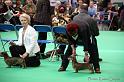 Crufts2011_2 1420